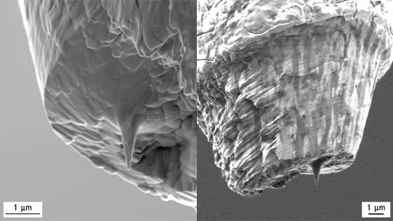 SEM images of needle-shaped atom-probe specimens with a sub-micron apex.