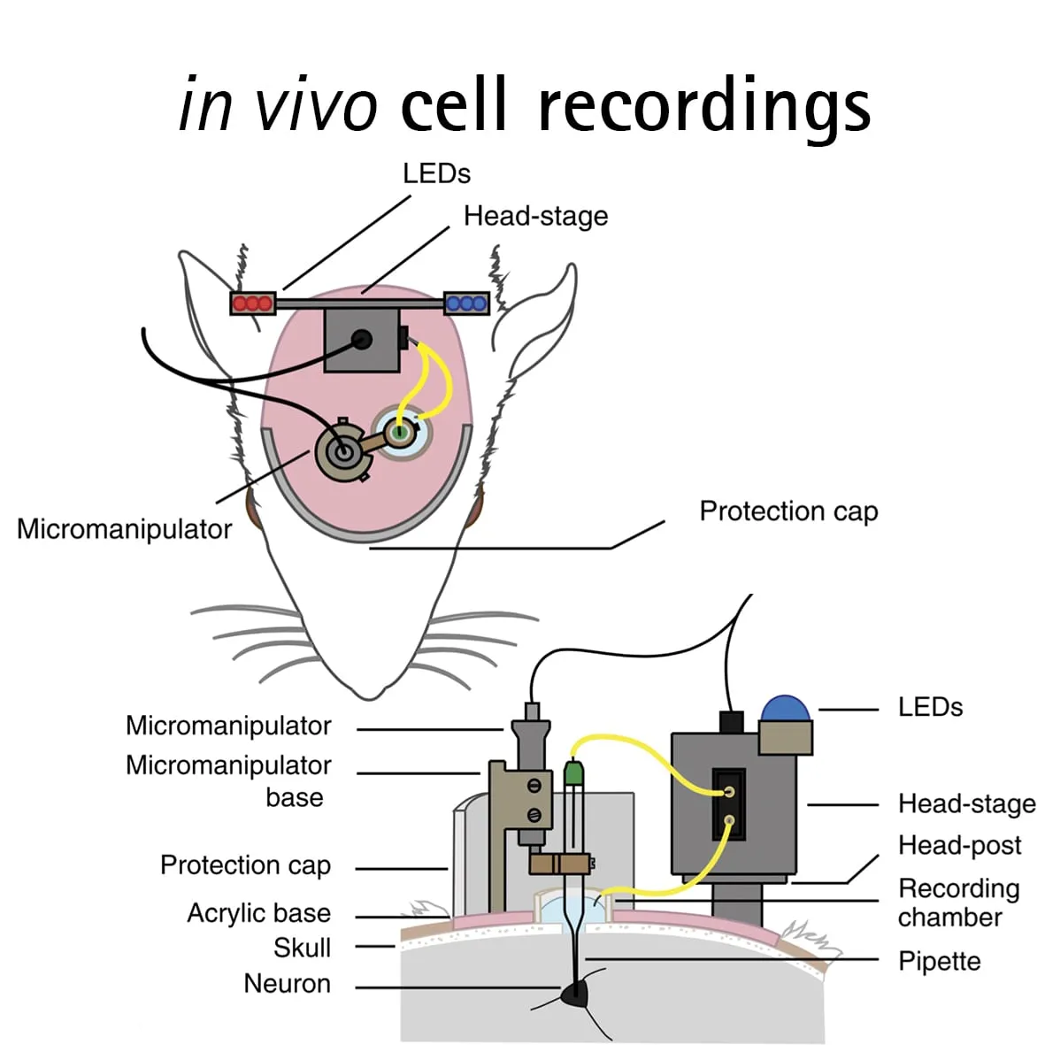The single-axis in-vivo Nanomotor, a slim cylindrical piezo drive next to a recording pipette.