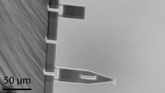 SEM image of two force-measurement cantilever sensors at closer range, with a 50 micrometre scale bar.